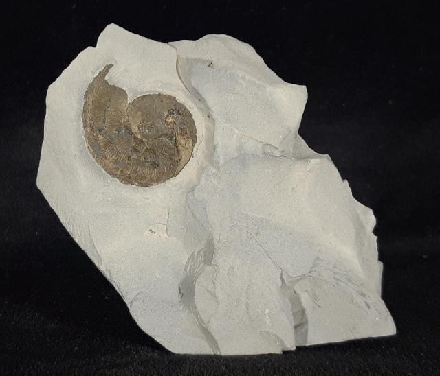 Leioceras opalinum (REINICKE 1818) - Bild © FossNet FossilienStore